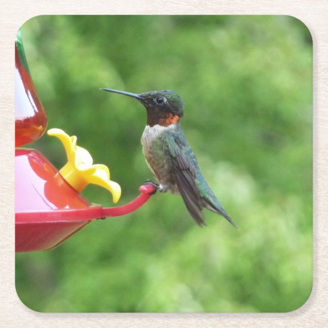 Ruby-Throated Hummingbird Bird Photography Square Paper Coaster (Front)