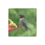 Ruby-Throated Hummingbird Bird Photography Stone Magnet