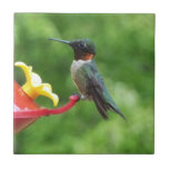 Ruby-Throated Hummingbird Bird Photography Tile