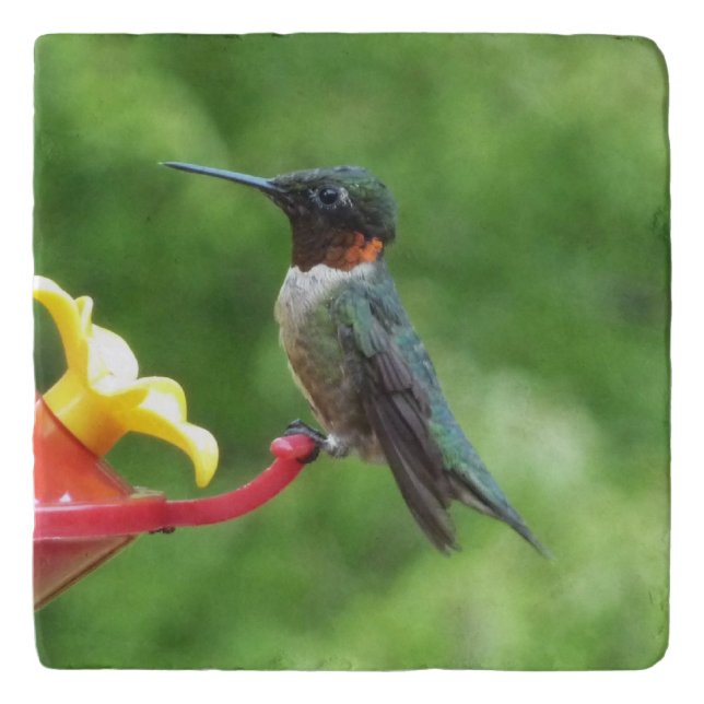 Ruby-Throated Hummingbird Bird Photography Trivet (Front)