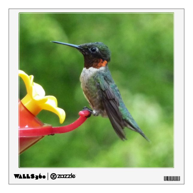 Ruby-Throated Hummingbird Bird Photography Wall Decal (Front)