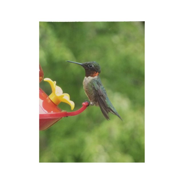 Ruby-Throated Hummingbird Bird Photography Wood Poster (Front)