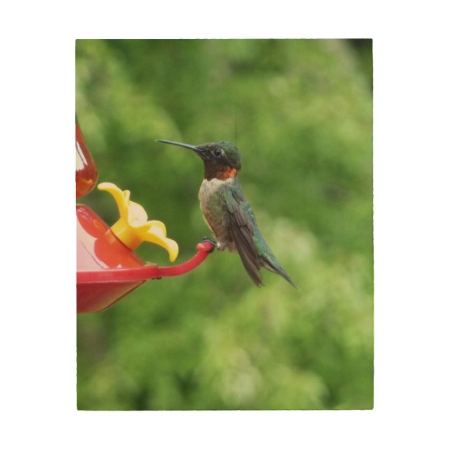 Ruby-Throated Hummingbird Bird Photography Wood Wall Art (Front)