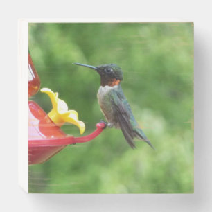 Ruby-Throated Hummingbird Bird Photography Wooden Box Sign