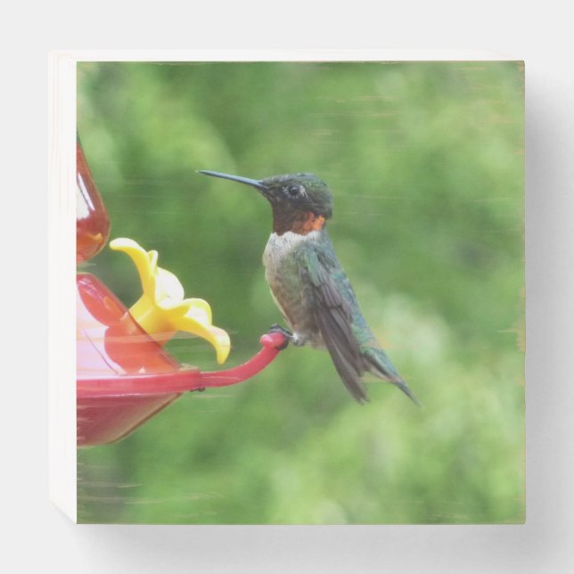 Ruby-Throated Hummingbird Bird Photography Wooden Box Sign (Front Horizontal)