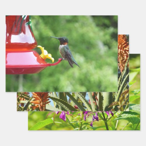 Ruby_Throated Hummingbird Bird Photography Wrapping Paper Sheets