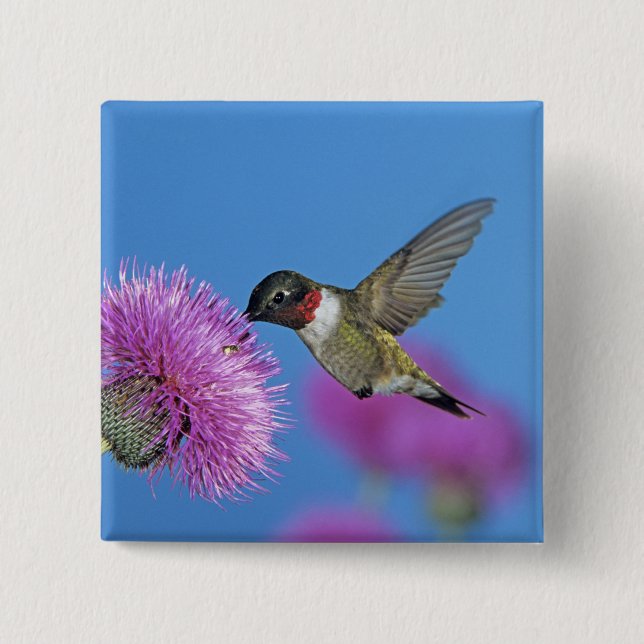 Ruby-throated Hummingbird Button (Front)
