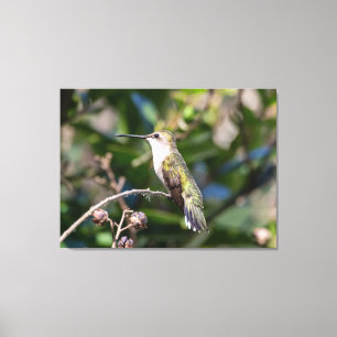 Ruby-Throated Hummingbird Canvas Print