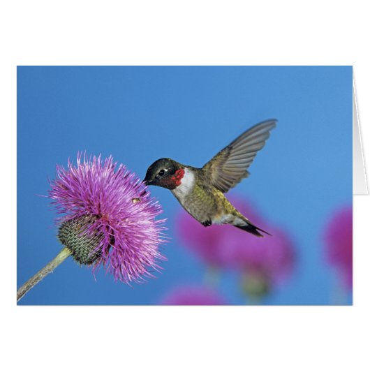 Ruby-throated Hummingbird Cards (Front Horizontal)
