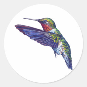 Ruby Throated Hummingbird Classic Round Sticker