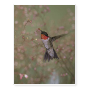 Ruby Throated Hummingbird drinking from a flower Temporary Tattoos