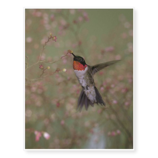 Ruby Throated Hummingbird drinking from a flower Temporary Tattoos (Front)