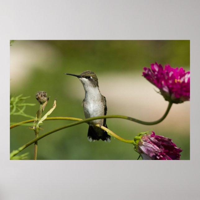Ruby-throated Hummingbird Female Poster (Front)