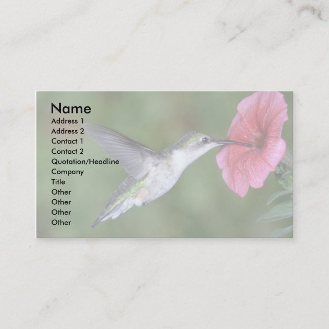 Ruby-throated Hummingbird (female) with petunia Business Card (Front)