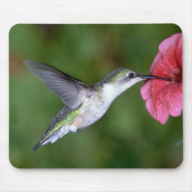 Ruby-throated Hummingbird (female) with petunia Mouse Pad (Front)