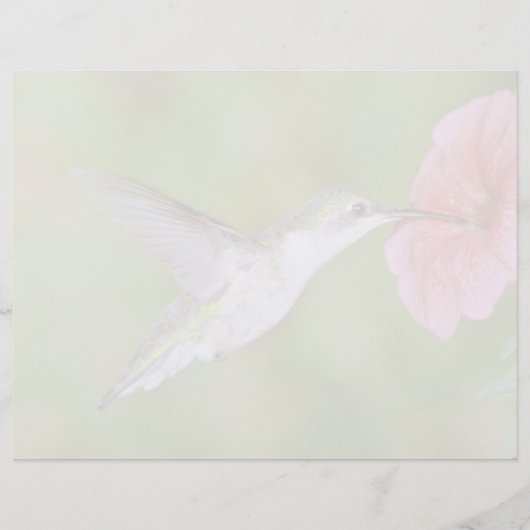 Ruby-throated Hummingbird (female) with petunia Pi (Front)