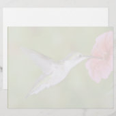 Ruby-throated Hummingbird (female) with petunia Pi (Front/Back)