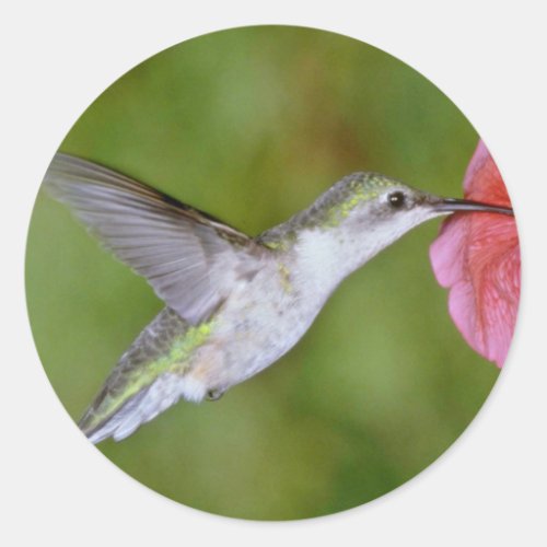 Ruby_throated Hummingbird female with petunia Pi Classic Round Sticker