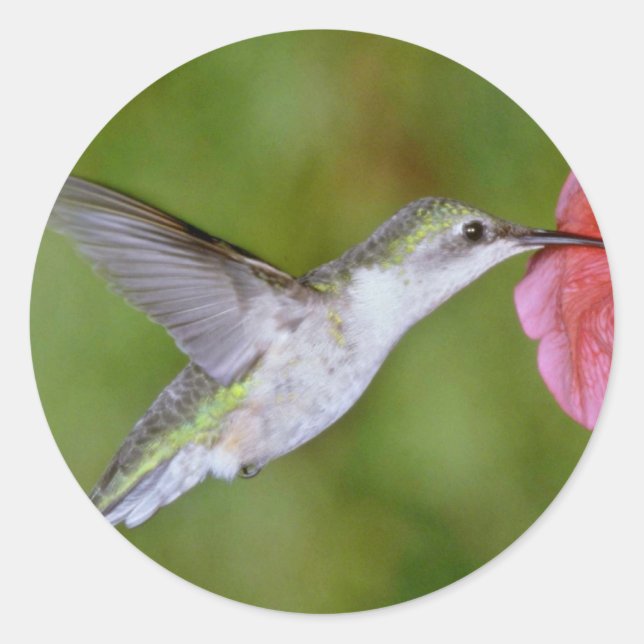 Ruby-throated Hummingbird (female) with petunia Pi Classic Round Sticker (Front)