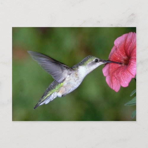 Ruby_throated Hummingbird female with petunia Postcard