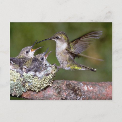 Ruby_throated Hummingbird female with young Postcard