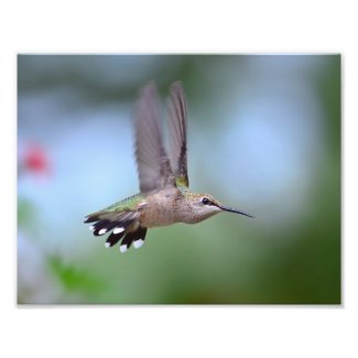 Ruby Throated Hummingbird Flying Photo Print