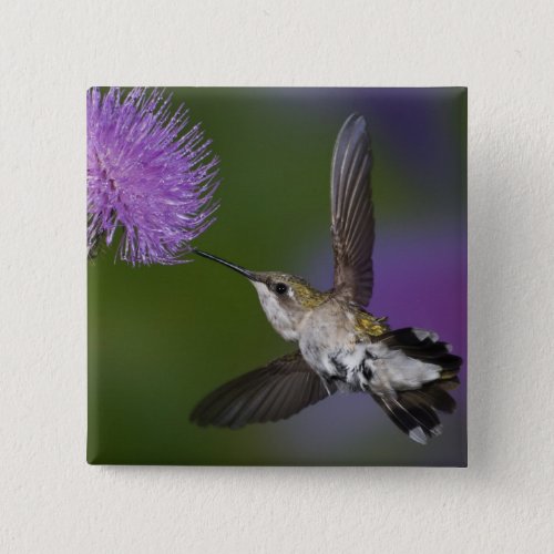 Ruby_throated hummingbird in flight at thistle 2 button