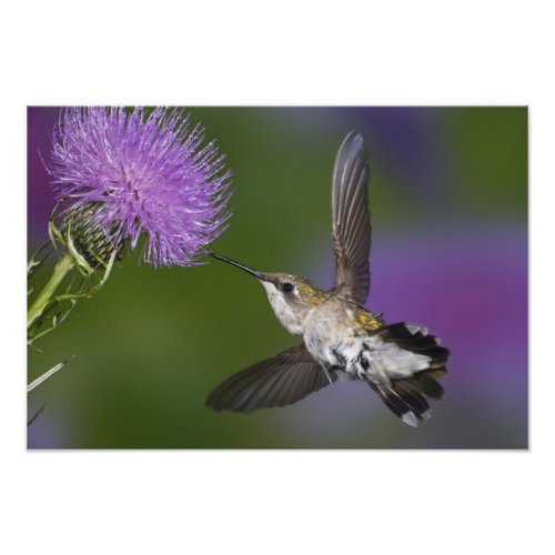 Ruby_throated hummingbird in flight at thistle 2 photo print