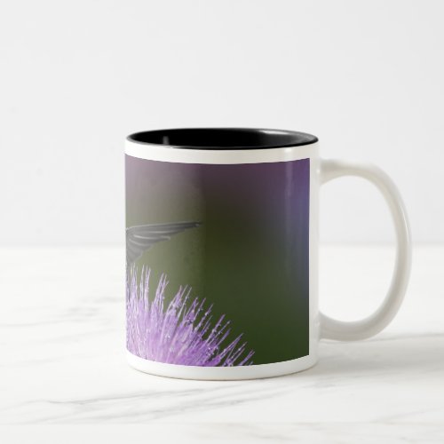 Ruby_throated hummingbird in flight at thistle 3 Two_Tone coffee mug