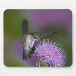 Ruby-throated hummingbird in flight at thistle mouse pad
