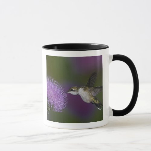 Ruby_throated hummingbird in flight at thistle mug