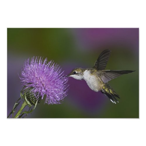 Ruby_throated hummingbird in flight at thistle photo print