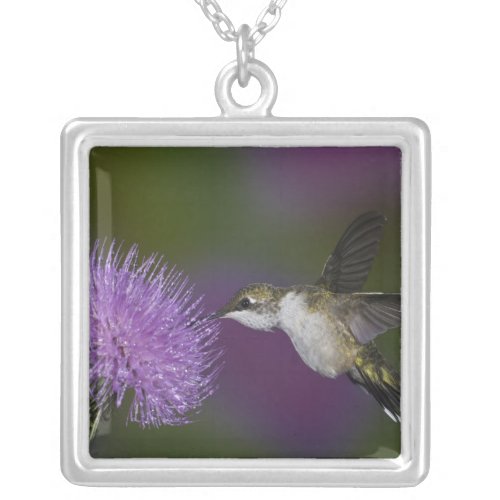 Ruby_throated hummingbird in flight at thistle silver plated necklace