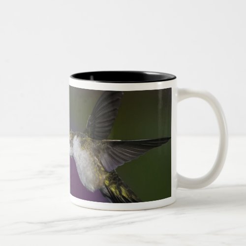 Ruby_throated hummingbird in flight at thistle Two_Tone coffee mug