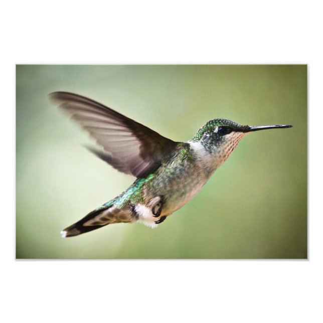 Ruby throated Hummingbird in Flight: Photo print (Front)
