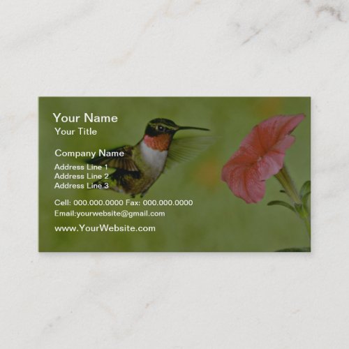 Ruby-throated Hummingbird (male) with petunia Pink Business Card Templates