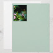 Ruby-throated Hummingbird - Original Photograph (Front/Back)