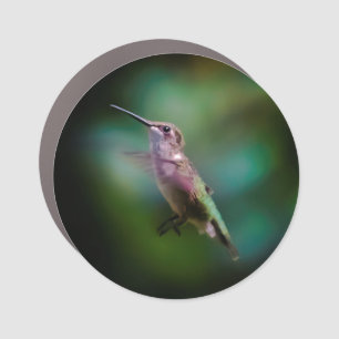 Ruby-throated Hummingbird - Original Photograph Car Magnet