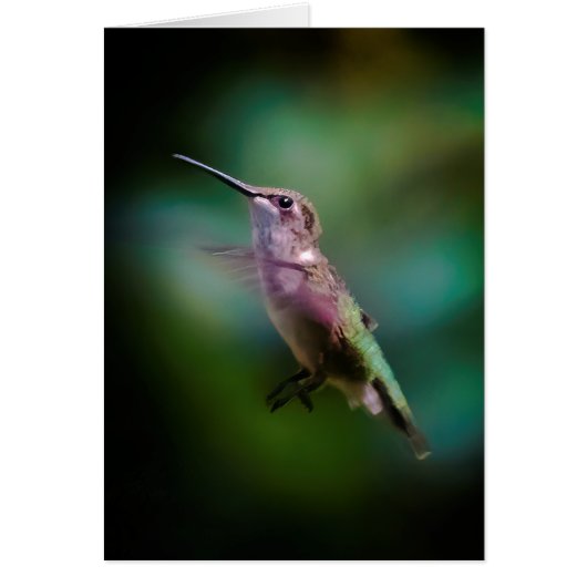Ruby-throated Hummingbird - Original Photograph Cards (Front)