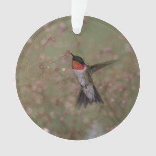 ruby throated hummingbird ornament