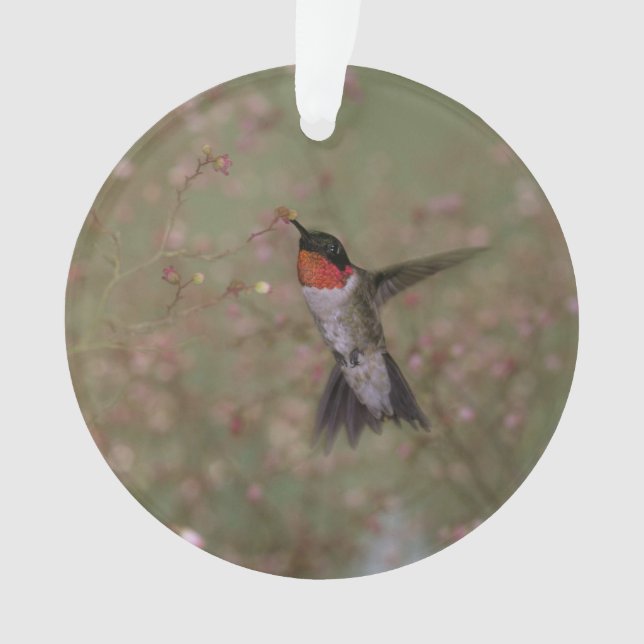 ruby throated hummingbird ornament (Front)