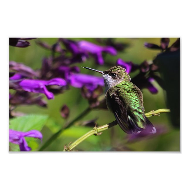 Ruby-throated Hummingbird Photo Print (Front)