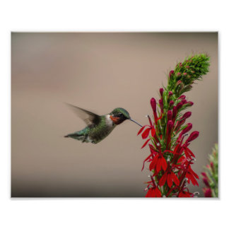 RUBY THROATED HUMMINGBIRD PHOTO PRINT