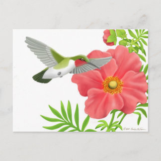 Ruby Throated Hummingbird Postcard