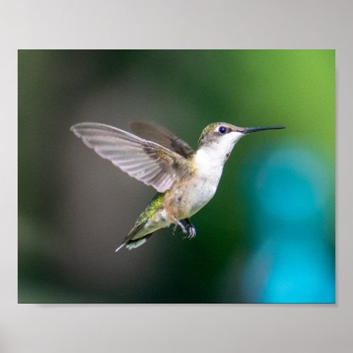 Ruby_throated Hummingbird Poster