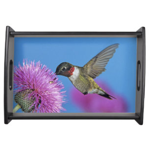 Ruby-throated Hummingbird Serving Tray