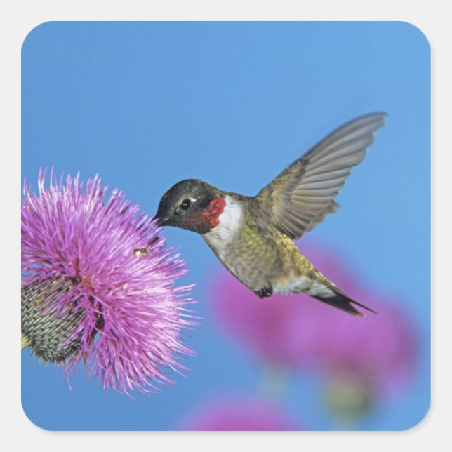 Ruby-throated Hummingbird Square Sticker (Front)