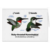 Ruby-throated Hummingbird Statistics Cards (Front Horizontal)