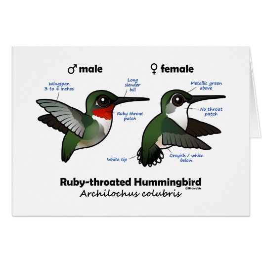 Ruby-throated Hummingbird Statistics Cards (Front Horizontal)