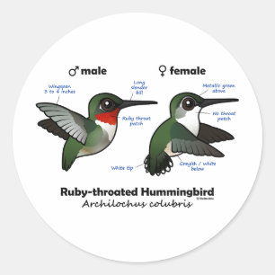 Ruby-throated Hummingbird Statistics Classic Round Sticker